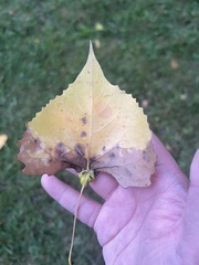 Pemphigus populicaulis