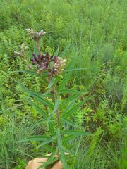 Vernonia fasciculata