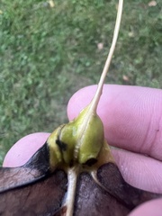 Pemphigus populicaulis