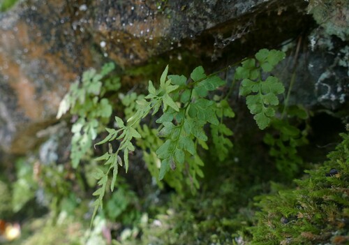 Cryptogramma stelleri iNat (1)