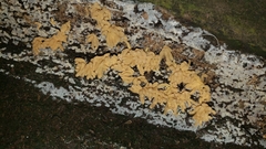 Arcyria obvelata