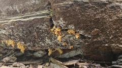 Arcyria obvelata