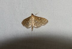 Herpetogramma pertextalis