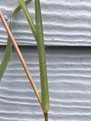 Digitaria ciliaris