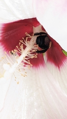 Ptilothrix bombiformis