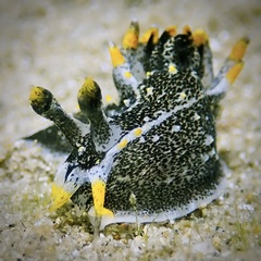 Polycera hedgpethi