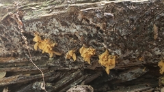Arcyria obvelata