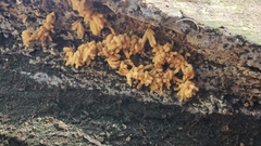 Arcyria obvelata