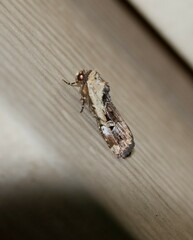 Elaphria chalcedonia