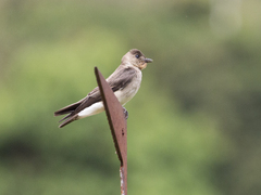 Stelgidopteryx ruficollis