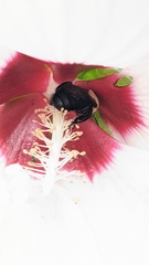 Ptilothrix bombiformis