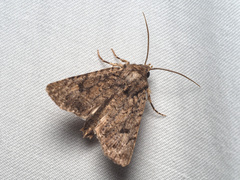 Protorthodes