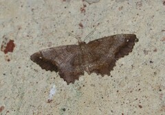 Hypagyrtis