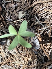 Oxalis drummondii