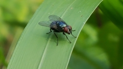 Eudasyphora