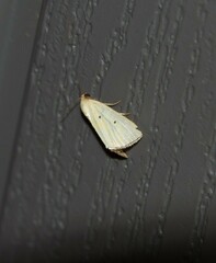 Marimatha nigrofimbria