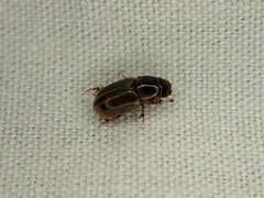 Aphodiini