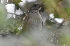 Turdus leucomelas