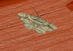 Anavitrinella pampinaria