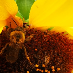 Melissodes trinodis