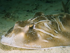 Trygonorrhina dumerilii