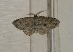 Melanolophia canadaria