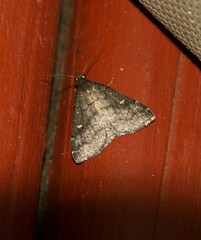 Tetanolita mynesalis