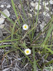 Erigeron modestus