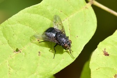 Calliphora vomitoria