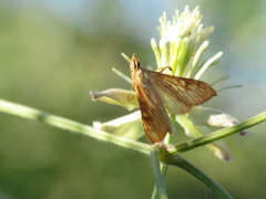 Antigastra catalaunalis