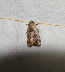 Elaphria chalcedonia