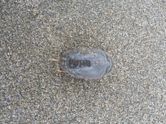 Emerita analoga