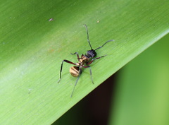 Polyrhachis rufifemur