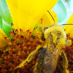 Melissodes trinodis