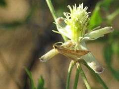 Antigastra catalaunalis