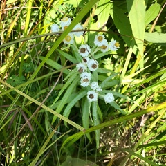 Anaphalis margaritacea