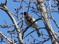 Philemon corniculatus