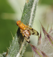 Xyphosia miliaria
