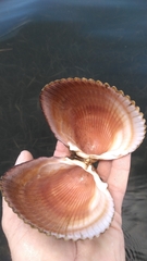 Dinocardium robustum