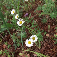Erigeron neomexicanus