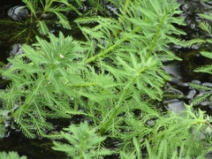 Myriophyllum aquaticum
