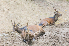 Rusa