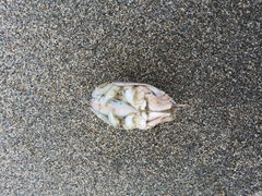 Emerita analoga