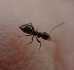 Brachymyrmex