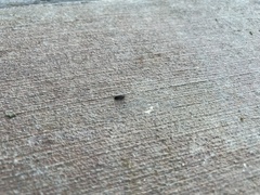 Holoverticata