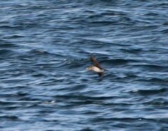 Cerorhinca monocerata