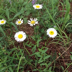 Erigeron neomexicanus