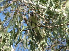 Philemon corniculatus