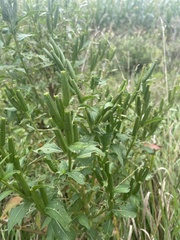 Physostegia virginiana