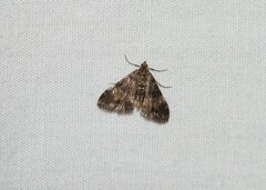 Elophila obliteralis